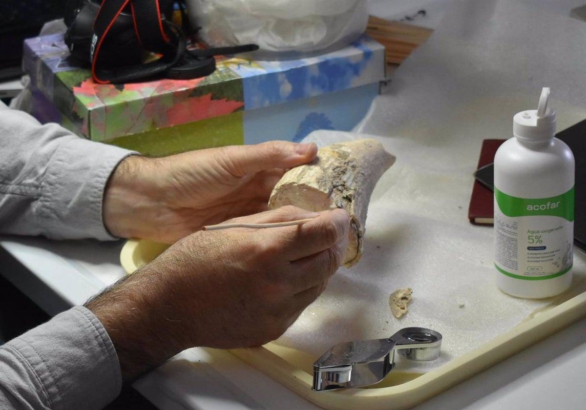 El diente de cachalote en manos de un investigador durante las labores de estudio