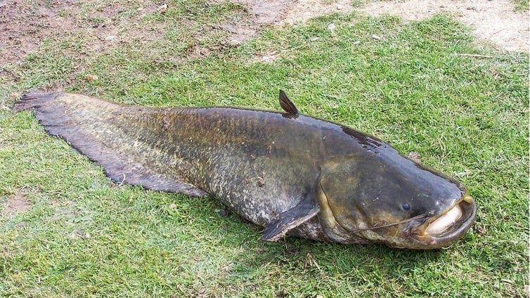 Qué es el siluro, el pez invasor que preocupa en el Guadalquivir: de qué se alimenta y por qué es una amenaza