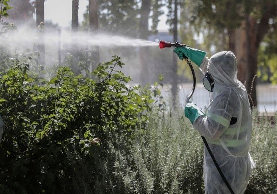 Un operario fumiga en una de las zonas del Bajo Guadalquivir de mayor riesgo de transmisión del VNO
