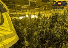 Detienen a dos personas en Bormujos por una plantación de marihuana en su vivienda