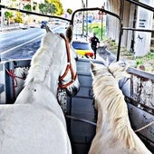 El vehículo con dos caballos que transportaban los detenidos