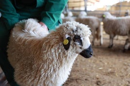 Una de las ovejas que están en adopción