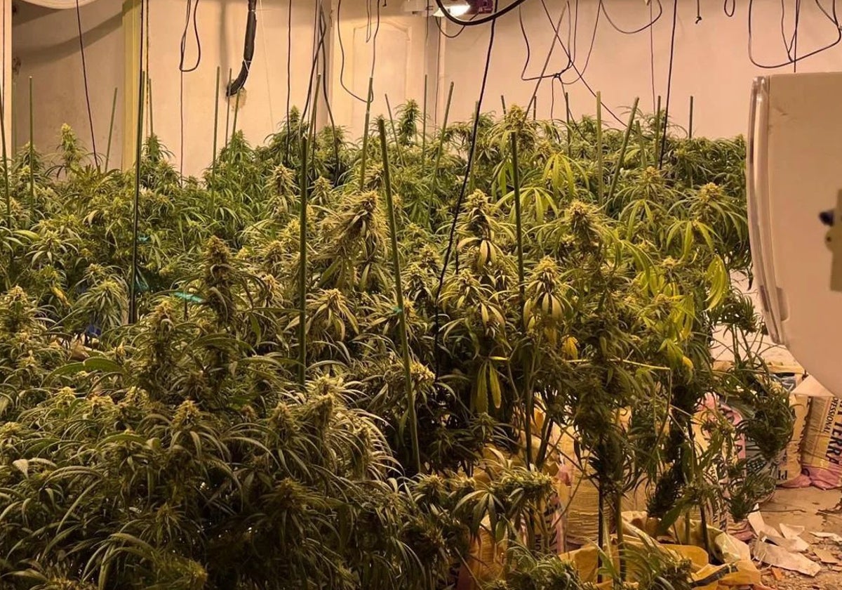 Imagen de archivo de otra plantación de marihuana descubierta también en las Tres Mil