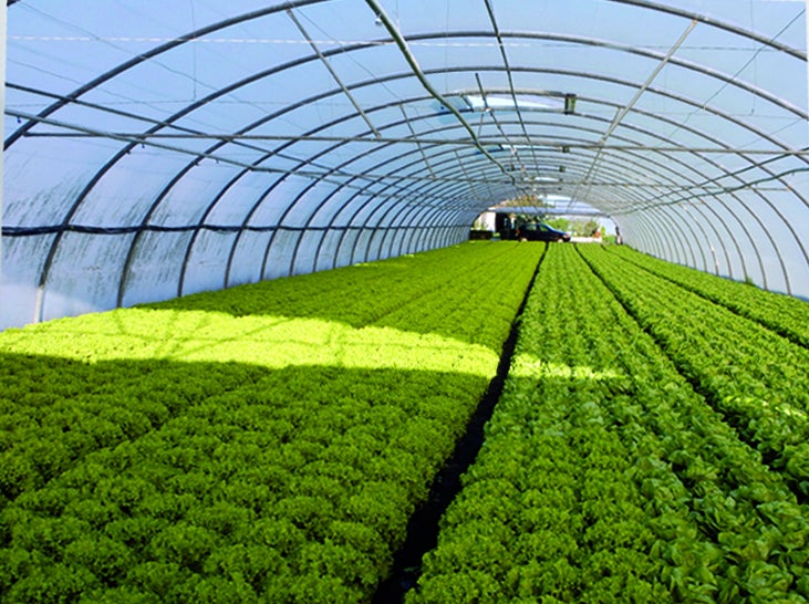 Un cultivo en una imagen de recurso