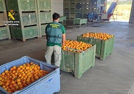 Cae una red tras el robo de casi una tonelada de naranjas en Cazalla de la Sierra