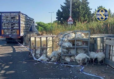 Vuelca la carga de un camión lleno de pavos en la SE-20 causando el corte del tráfico