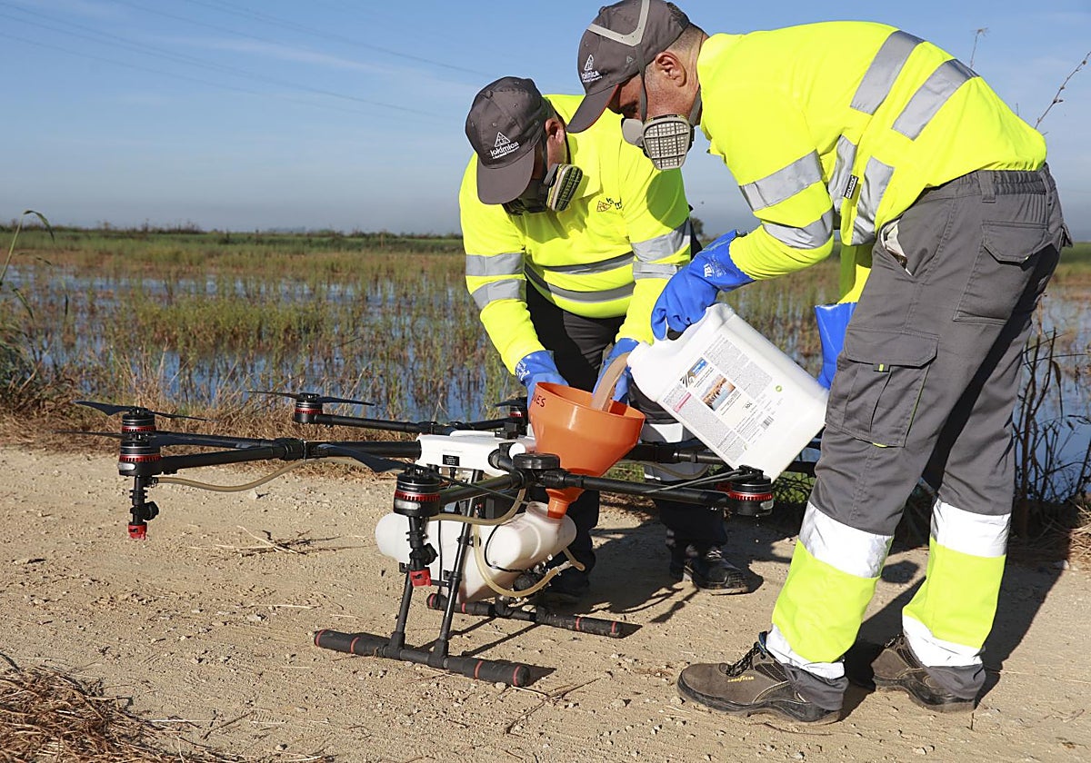 Un dron interviene en la campaña para el tratamiento contra los mosquitos que propagan el virus del Nilo Occidental (VNO) sobre un arrozal en agosto de 2024