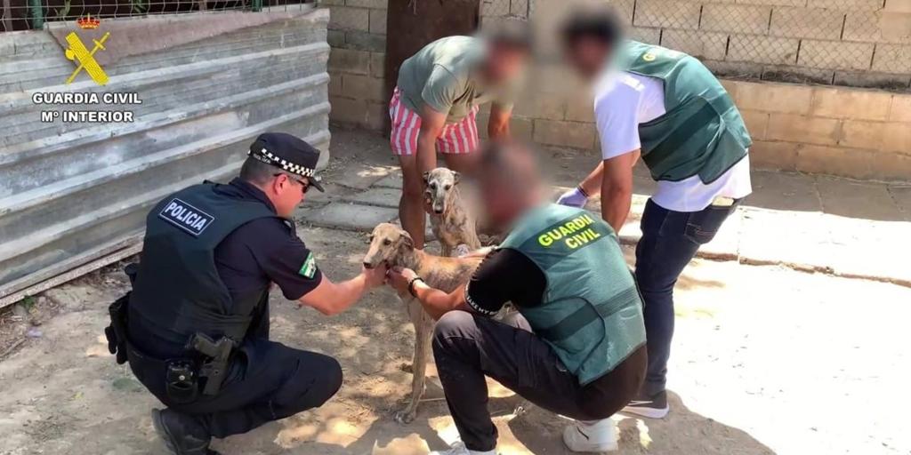 Roban y mutilan a dos galgos de competición de «elevado valor económico» en Sevilla
