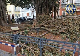 Se cae una rama de un ficus de la Plaza de San Pedro de Sevilla