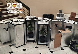 Descubren una plantación de marihuana en Morón a raíz de una disputa doméstica