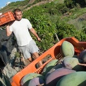 Los agricultores de mango, hundidos: «Nos pagan 80 céntimos el kilo mientras el consumidor paga 6 euros»