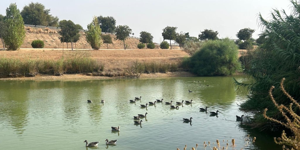 El Ayuntamiento de Sevilla decreta el cierre preventivo de los Jardines del Alcázar y del Parque de Miraflores tras aparecer aves muertas