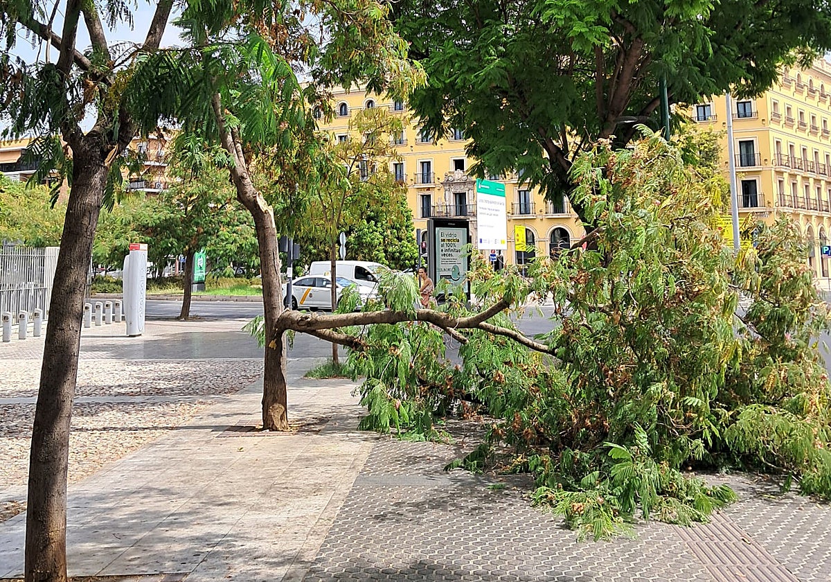 En la imagen se muestra la rama de grandes dimensiones que se ha caído al suelo en la Ronda de Capuchinos