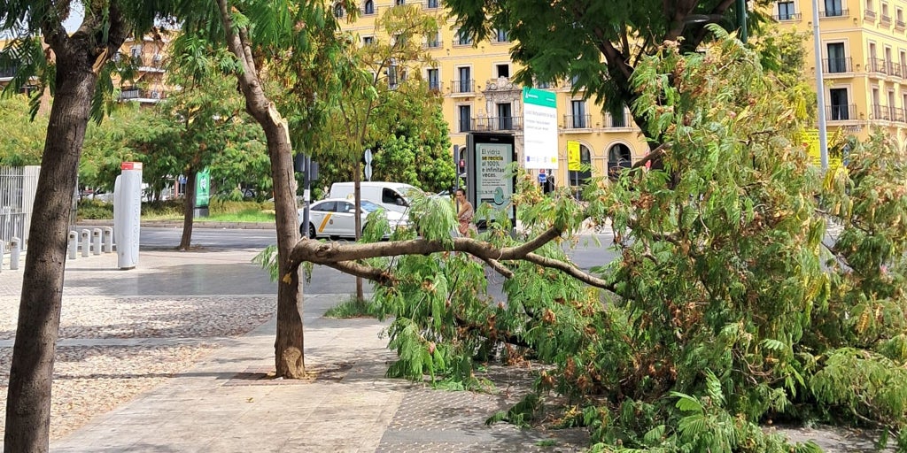 Cae en la Macarena una rama de gran tamaño de un árbol sin que haya habido heridos