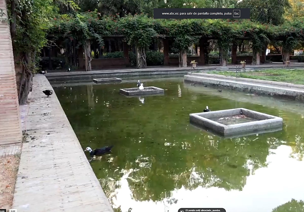 El lago del parque de María Luisa, donde han aparecido cinco gansos muertos