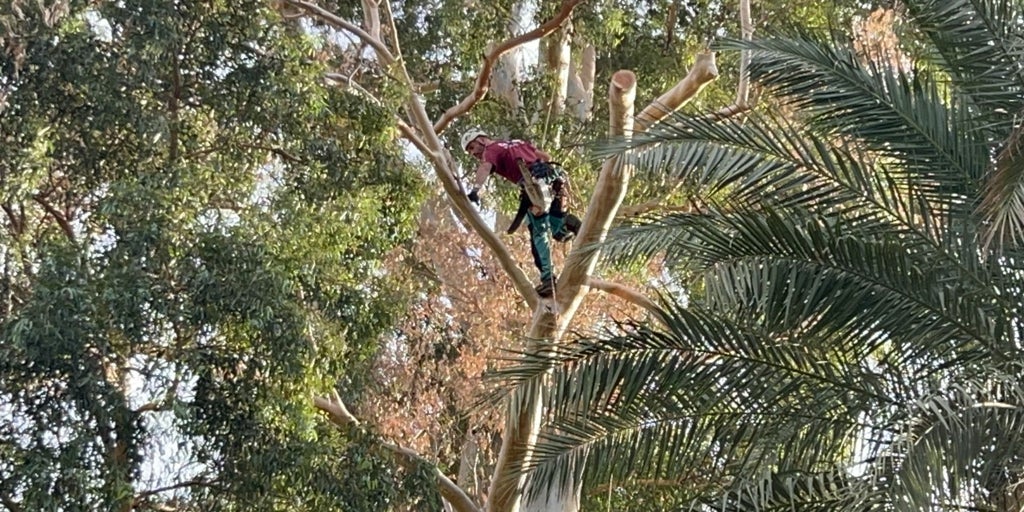 El Gran Capitán, el árbol más grande de Sevilla, se somete a una poda preventiva