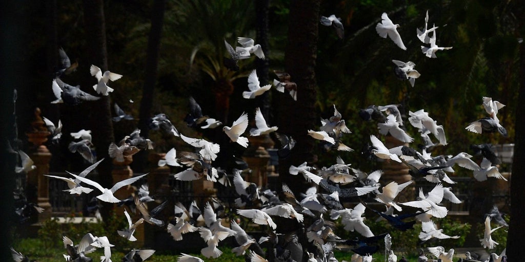 Encuentran cuatro aves muertas en el Parque de María Luisa sólo unas horas después de reabrir sus puertas