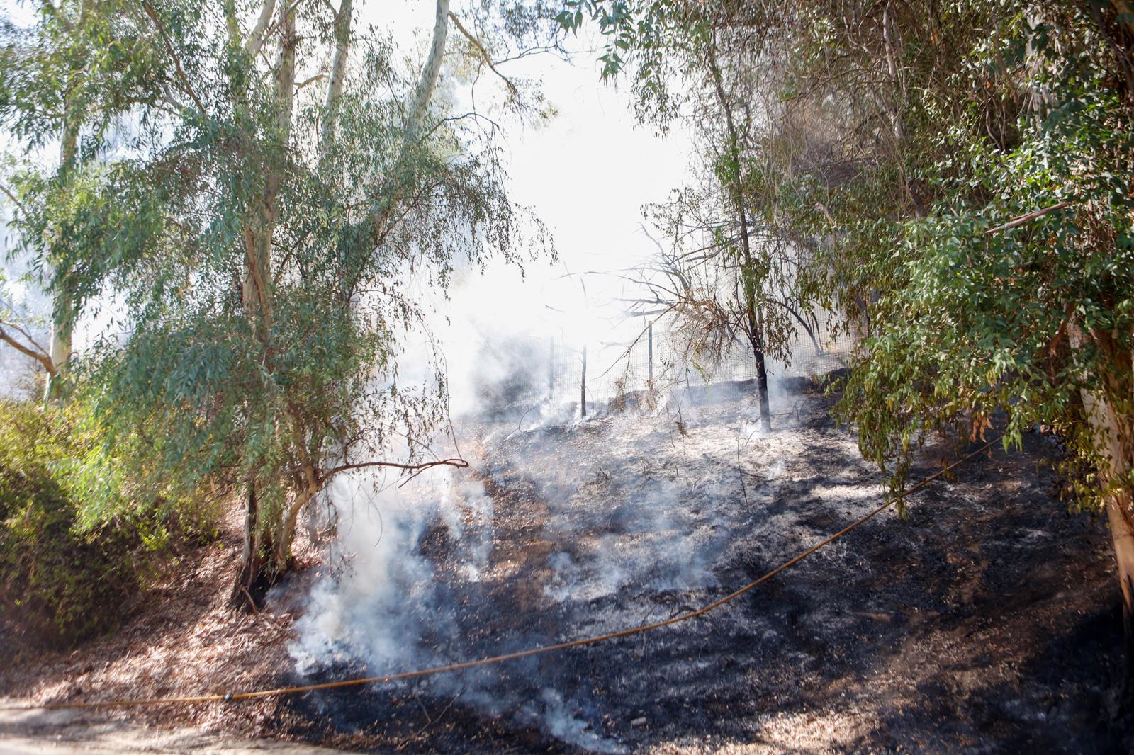 El incendio de la arboleda junto al Auditorio Rocío Jurado de la Cartuja, en imágenes