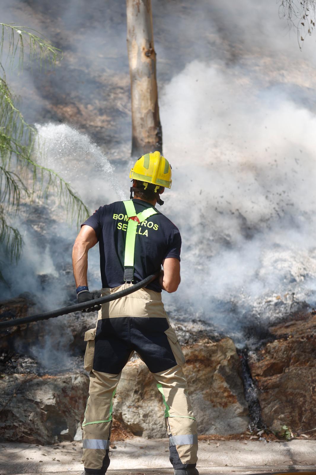 El incendio de la arboleda junto al Auditorio Rocío Jurado de la Cartuja, en imágenes