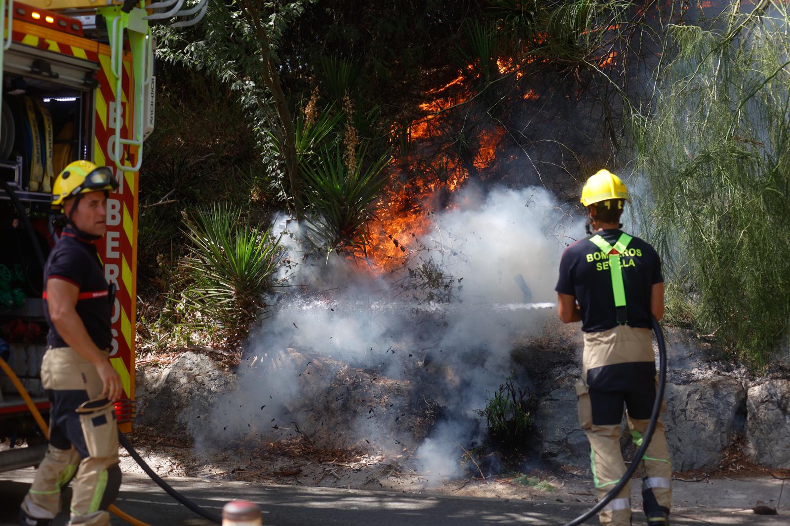 El incendio de la arboleda junto al Auditorio Rocío Jurado de la Cartuja, en imágenes