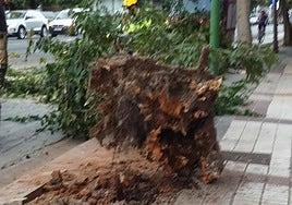 Cae un árbol de grandes dimensiones en mitad de la Avenida Menéndez Pelayo
