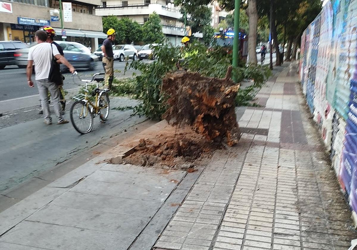 Árbol caído en la Avenida Menéndez Pelayo