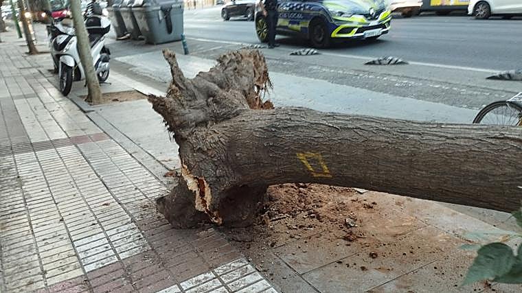 Árbol cáido en la Avenida Menéndez Pelayo