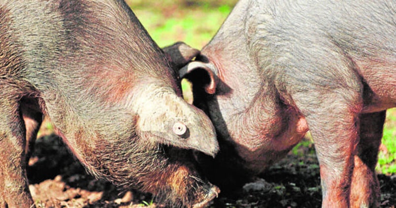 Preocupación en el sector del ibérico por la decisión de Guijuelo: «Abre la puerta a cambios más profundos»