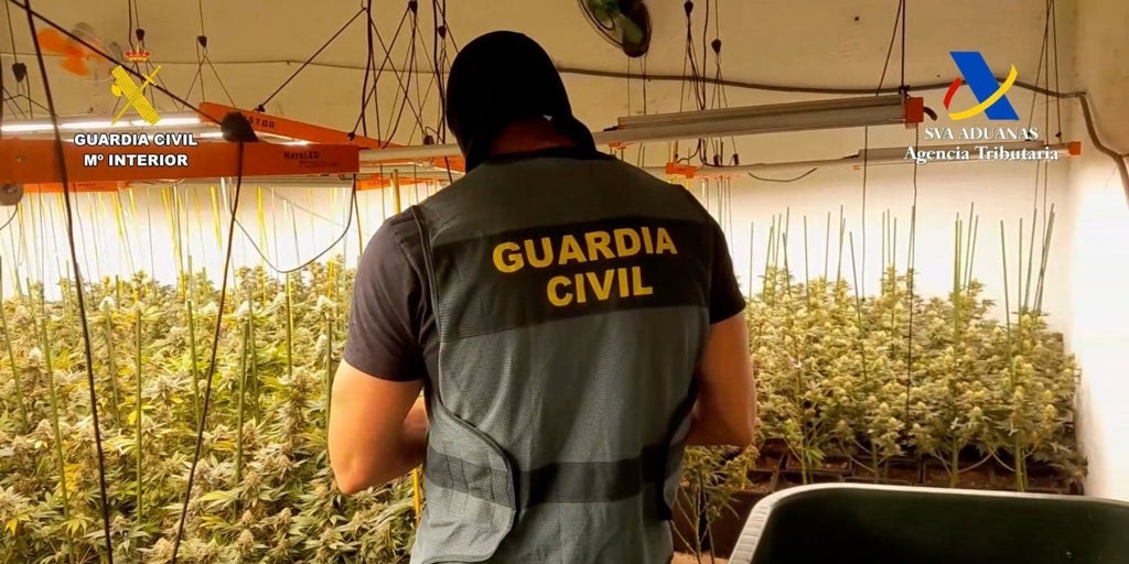 Cae una red de tráfico de marihuana que exportaba desde Osuna al resto de Europa