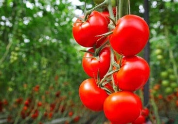 El acuerdo UE-Marruecos podría hacer perder al tomate almeriense más de 600 millones en exportaciones