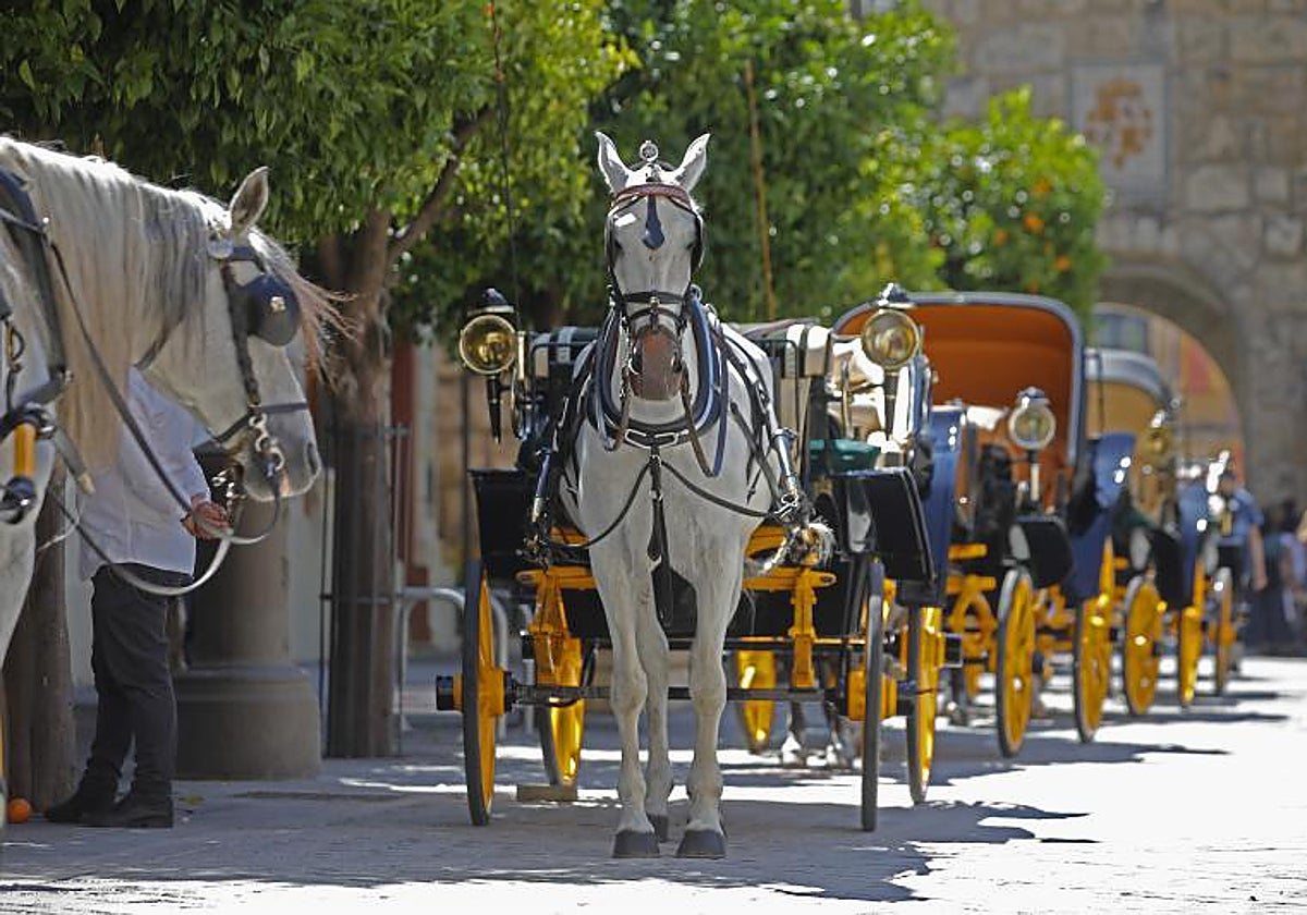 Coches de caballos en el entorno del Alcázar