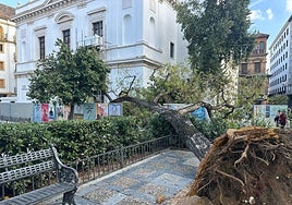 Un árbol de grandes dimensiones cae en plena Plaza de la Concordia de Sevilla