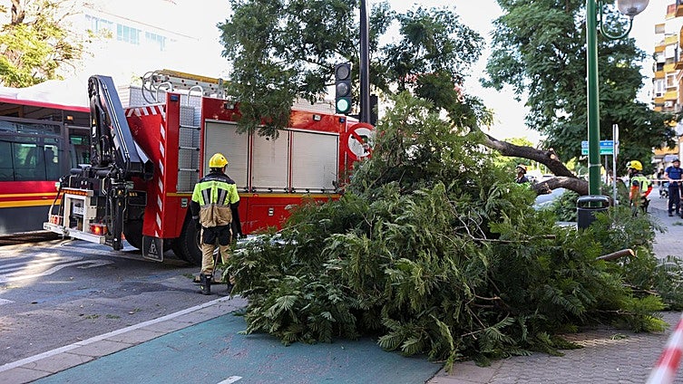 Cae un árbol de gran porte en la calle Luis Montoto de Sevilla capital