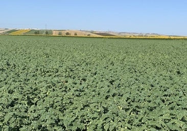 La única legumbre andaluza amparada por IGP, en la cuerda floja por un desplome de la producción