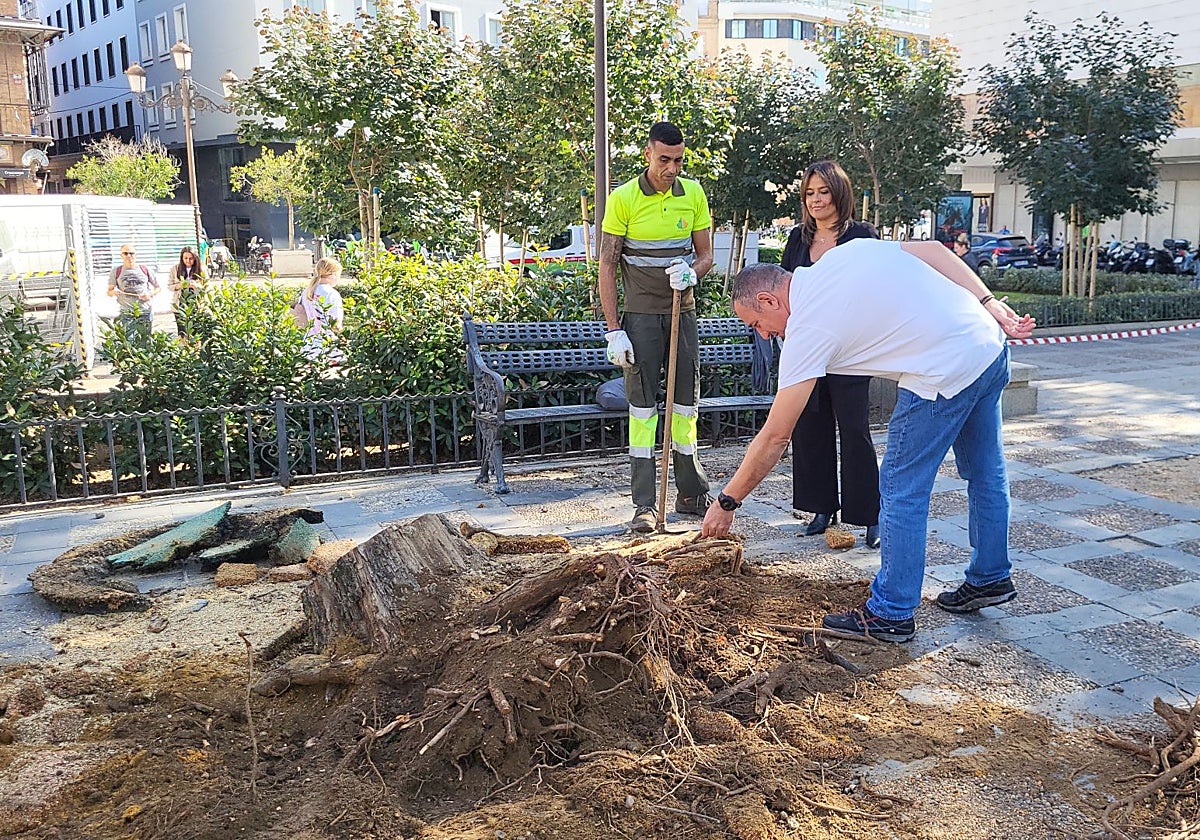 Operarios actúan sobre uno de los árboles en los que se ha actuado en la Plaza de la Concordia
