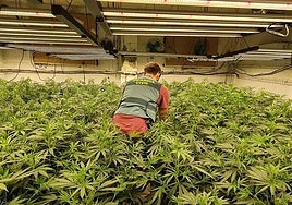 Los enganches ilegales por cultivo de droga en Sevilla consumen la energía anual de 10.000 hogares