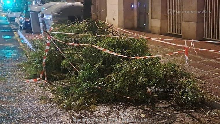 Deciduous tree in Cardinal Bueno Montreal