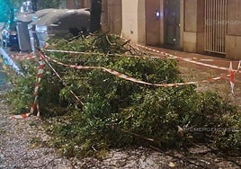 La borrasca Claudia provoca la caída de un árbol en la avenida Cardenal Bueno Monreal de Sevilla