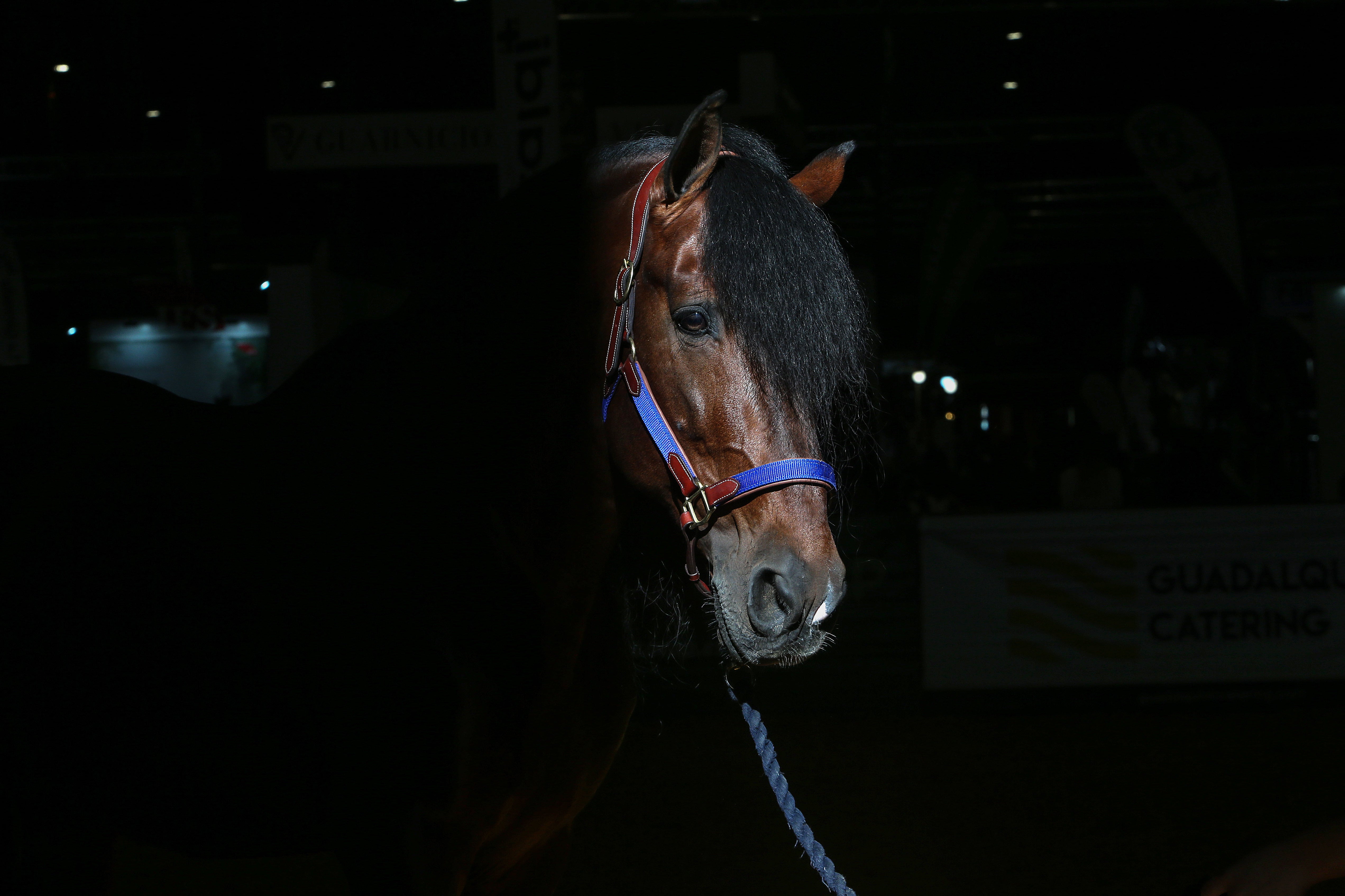 Las mejores imágenes de ambiente del primer día del Sicab