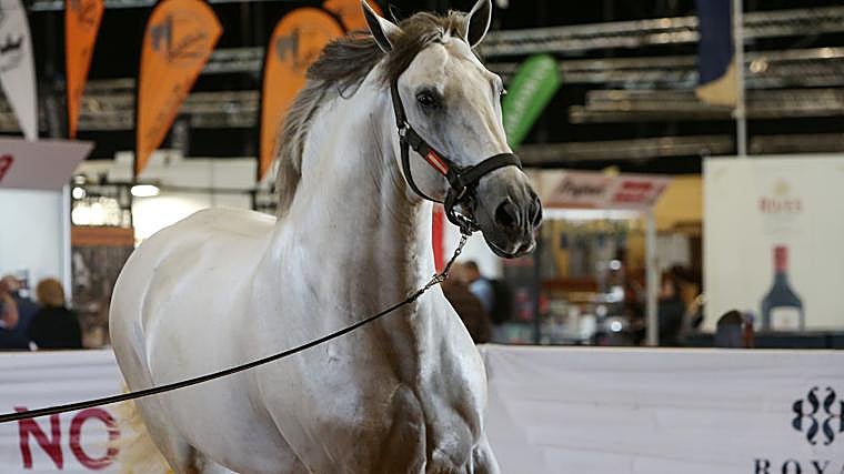 O primeiro desfile da Sicab presta homenagem a Álvaro Domec Romero, “o homem mais importante da equitação espanhola”.