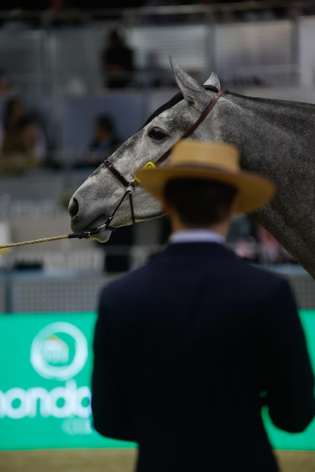 En imágenes, segundo día de Sicab 2025 en Sevilla