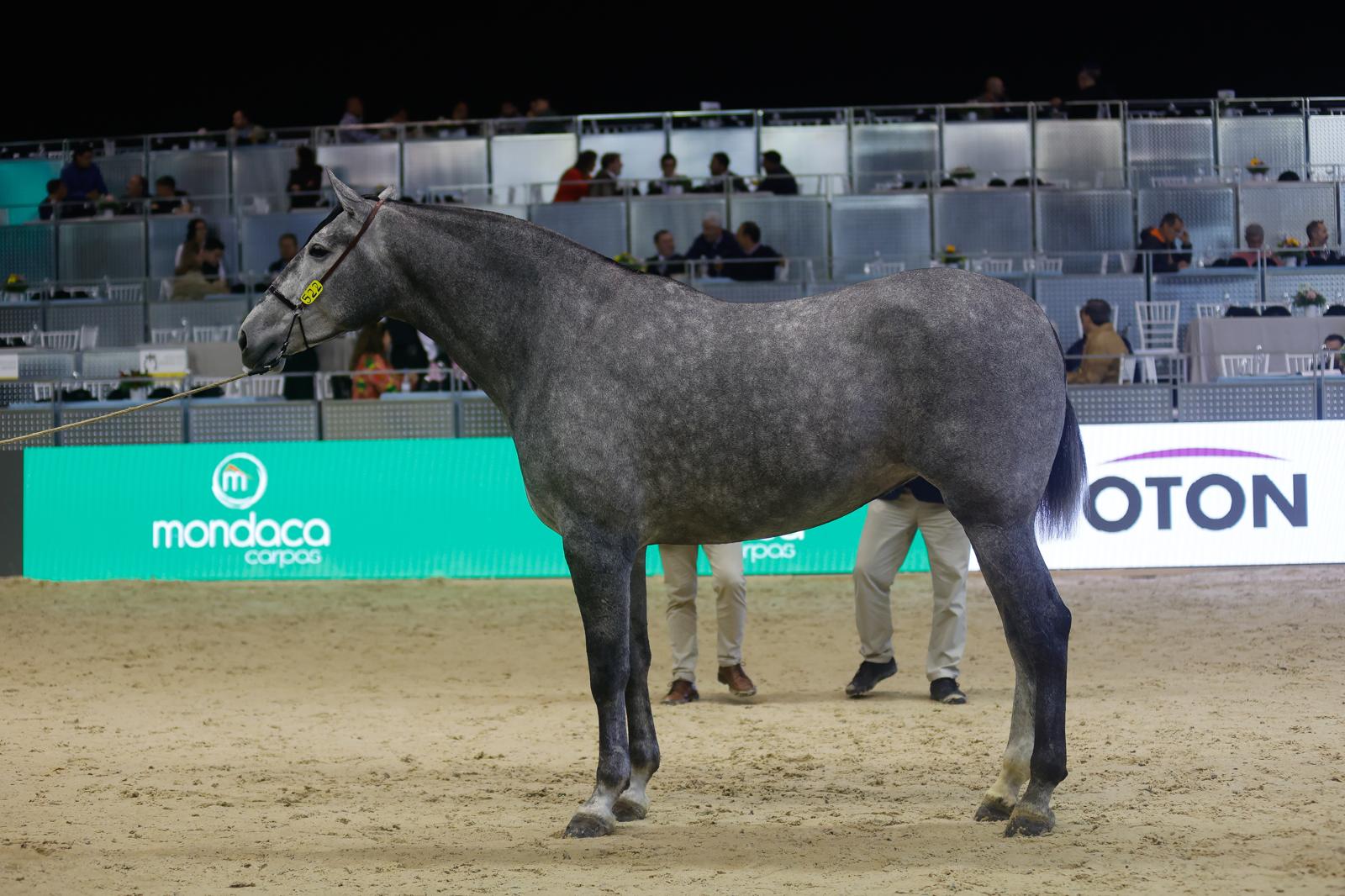 En imágenes, segundo día de Sicab 2025 en Sevilla