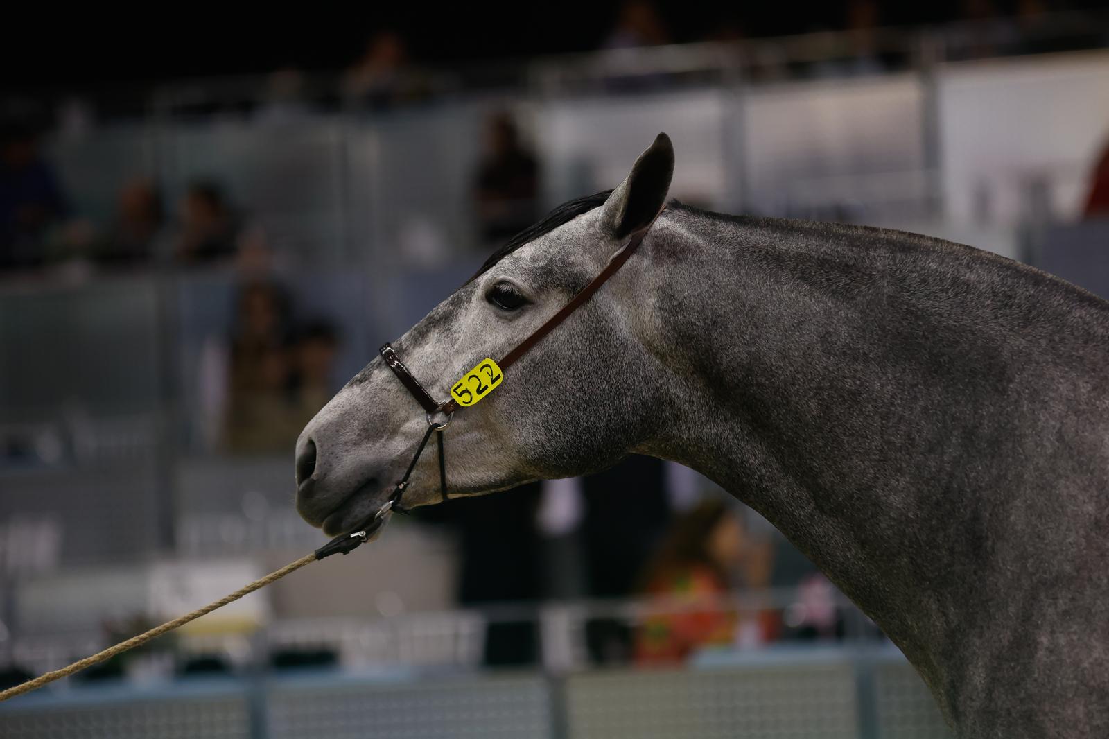 En imágenes, segundo día de Sicab 2025 en Sevilla