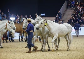 Sevilla es la provincia con más caballos de pura raza española del mundo