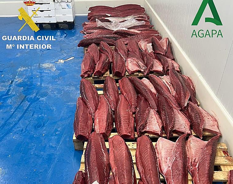 Se ha intervenido casi media tonelada de atún rojo