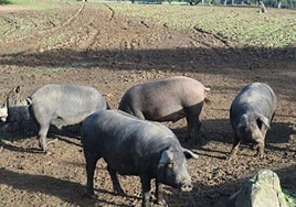El eco de la peste porcina de los 80 regresa a Andalucía: «La gente lloraba como niños ante las hogueras de cerdos muertos»
