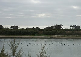 La Junta deja fuera a los pueblos sevillanos de las ayudas del Acuerdo de Doñana