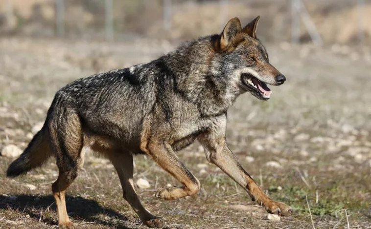 La protección del lobo aumenta las manadas y dispara los ataques en Cantabria