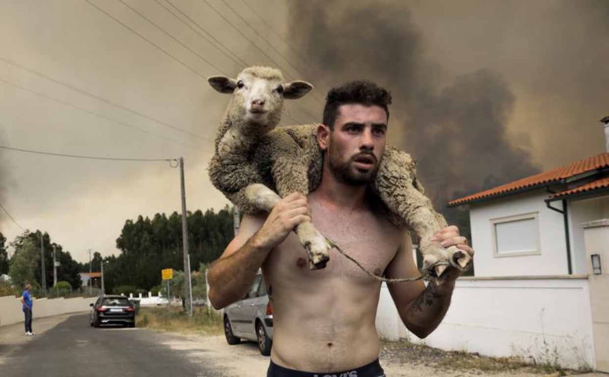 Joao Paulo lleva una oveja en sus espaldas tras rescatarla del fuego en el incendio de Boa Vista, Portugal