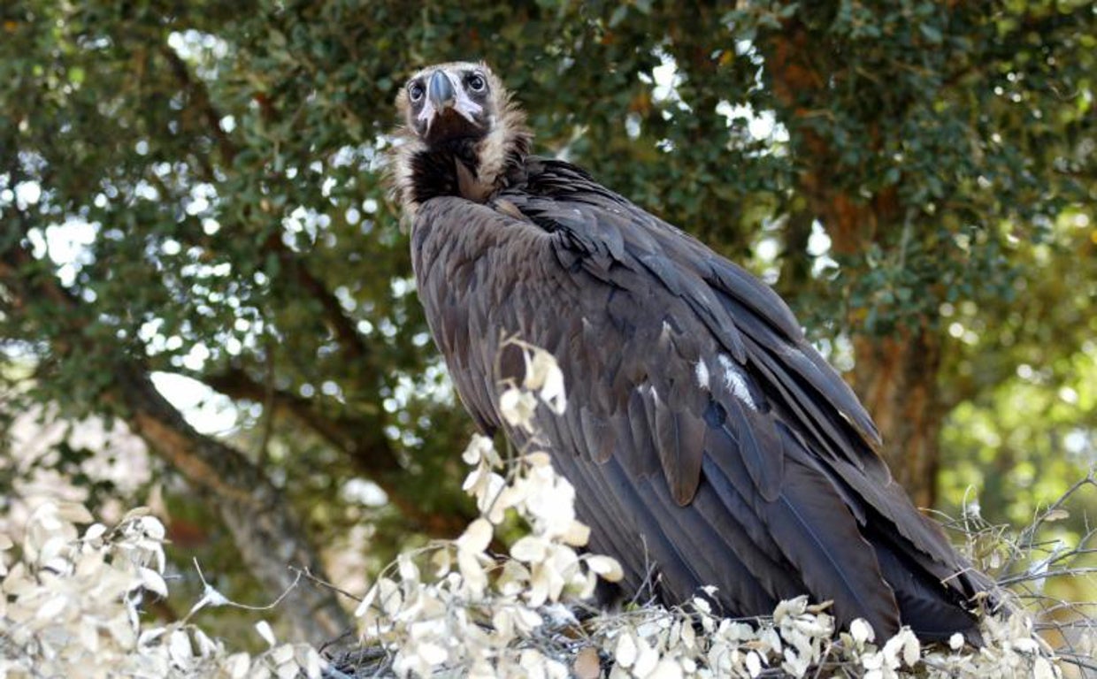 Imagen de archivo de un buitre negro en Monfragüe